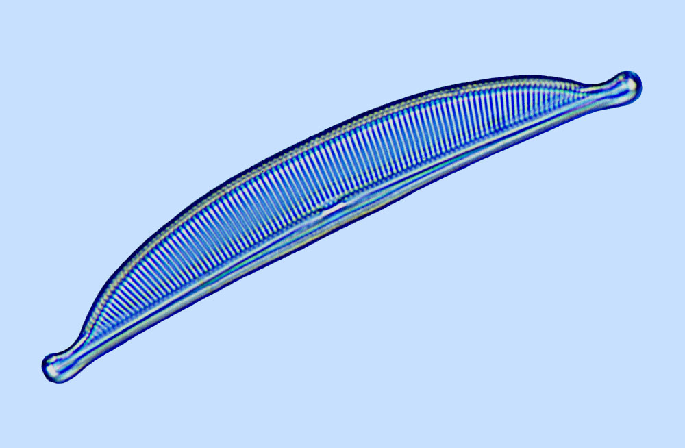 Ampcof Amphora coffeaeformis